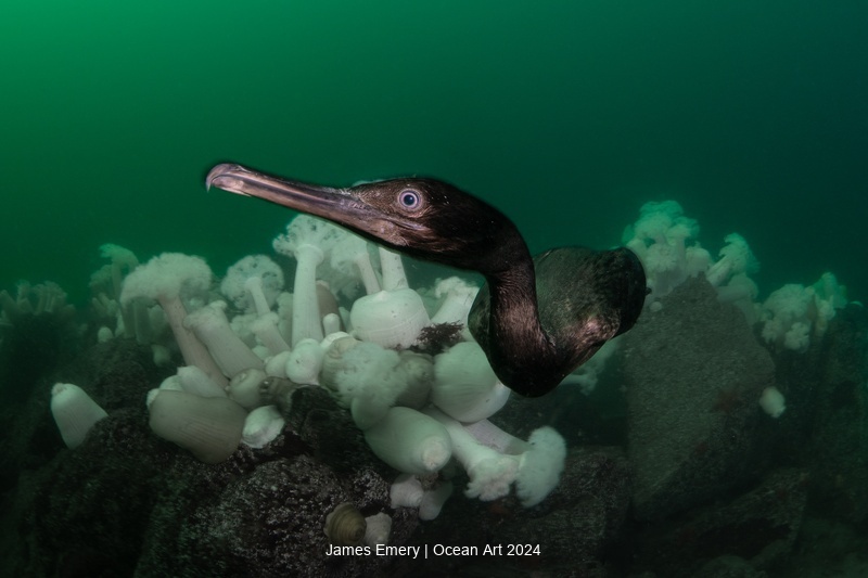 Curious Cormorant 